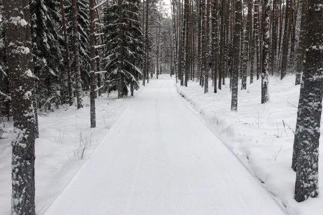 Подготовлена нижняя лесная трасса для беговых лыж 